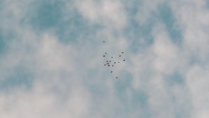 Un du sol, un groupe de seize parachutistes en wingsuit volent près des uns des autres dans le ciel pour former l’image d’un oiseau. 